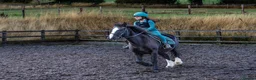 Fell horses for sale: FellxWelsh 14.1hh Gelding in Middlesbrough - Advert 4