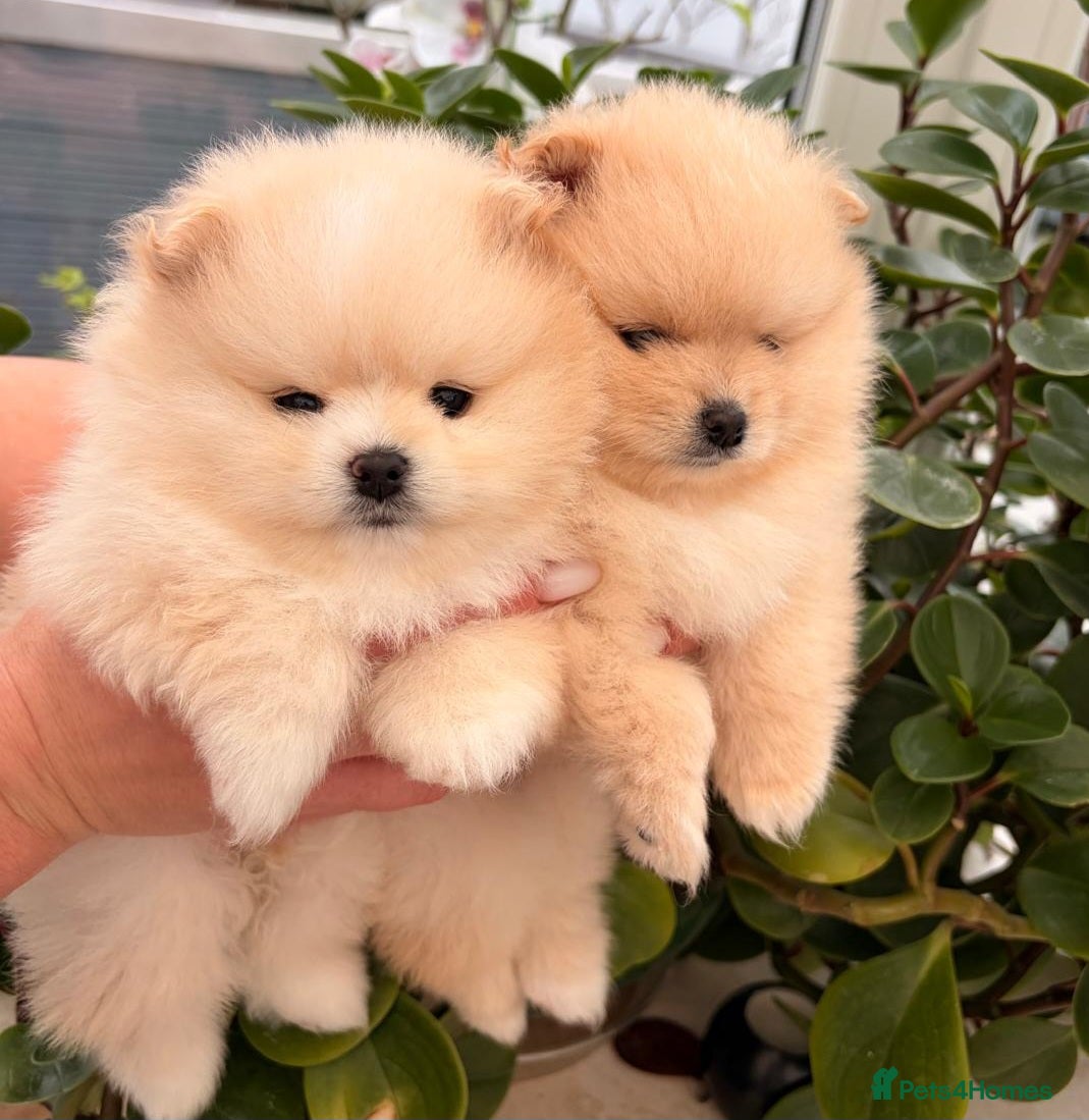 Pomeranian dogs Stunning cream Teddy purebreed Russian/Ukrainian🌟 - Advert 2