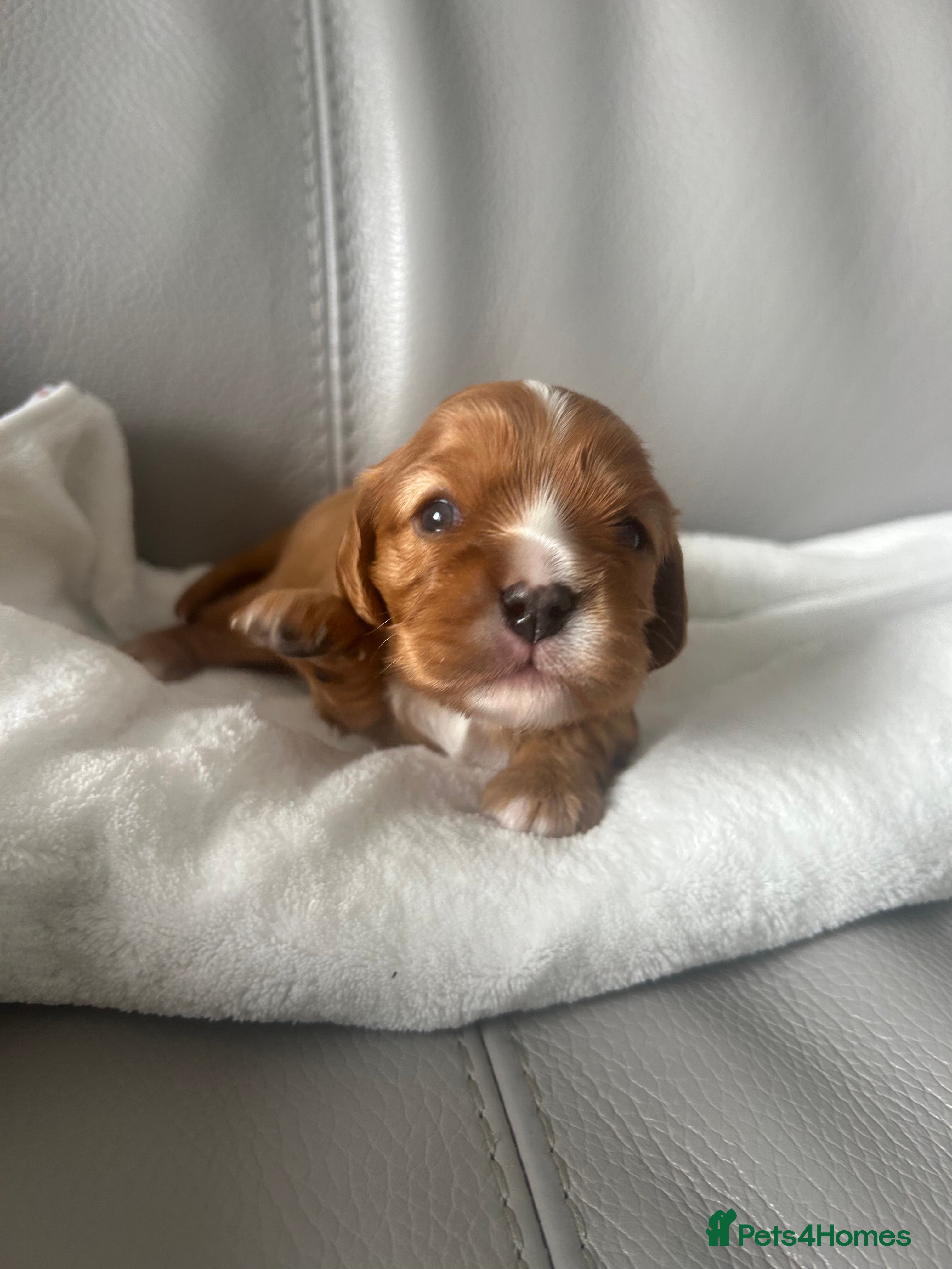 Cavalier King Charles Spaniel dogs 2 ruby boys available! Health tested parents! - Advert 16
