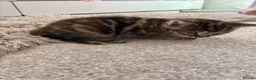 Mixed Breed cats for sale: 4 beautiful kittens  in Godalming - Advert 10