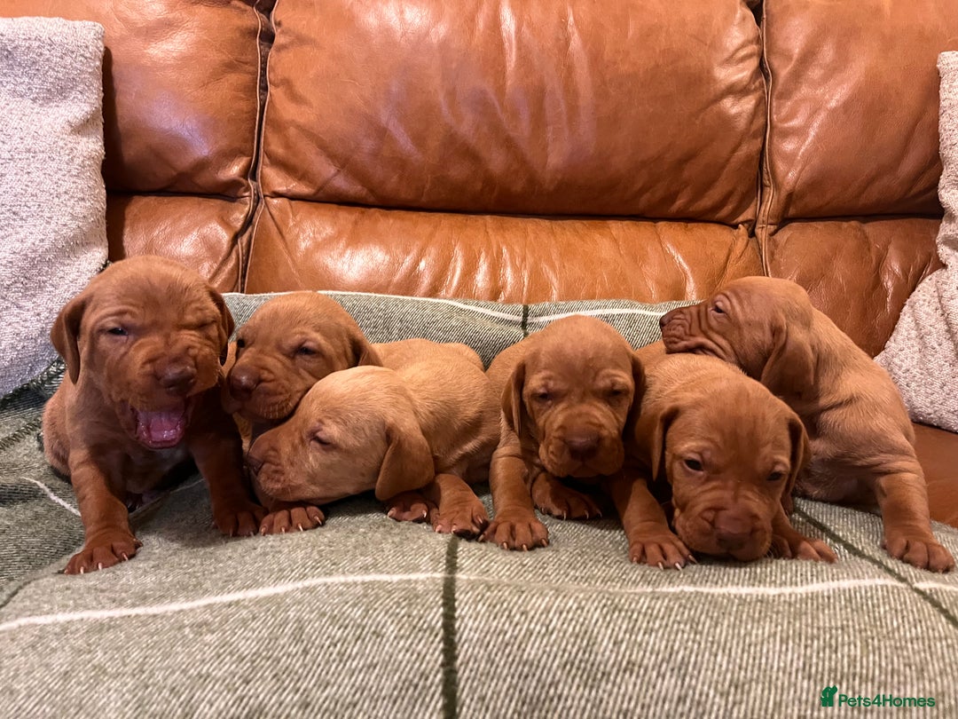 Hungarian Vizsla dogs for sale: Stunning Vizsla Puppies  - Advert 6