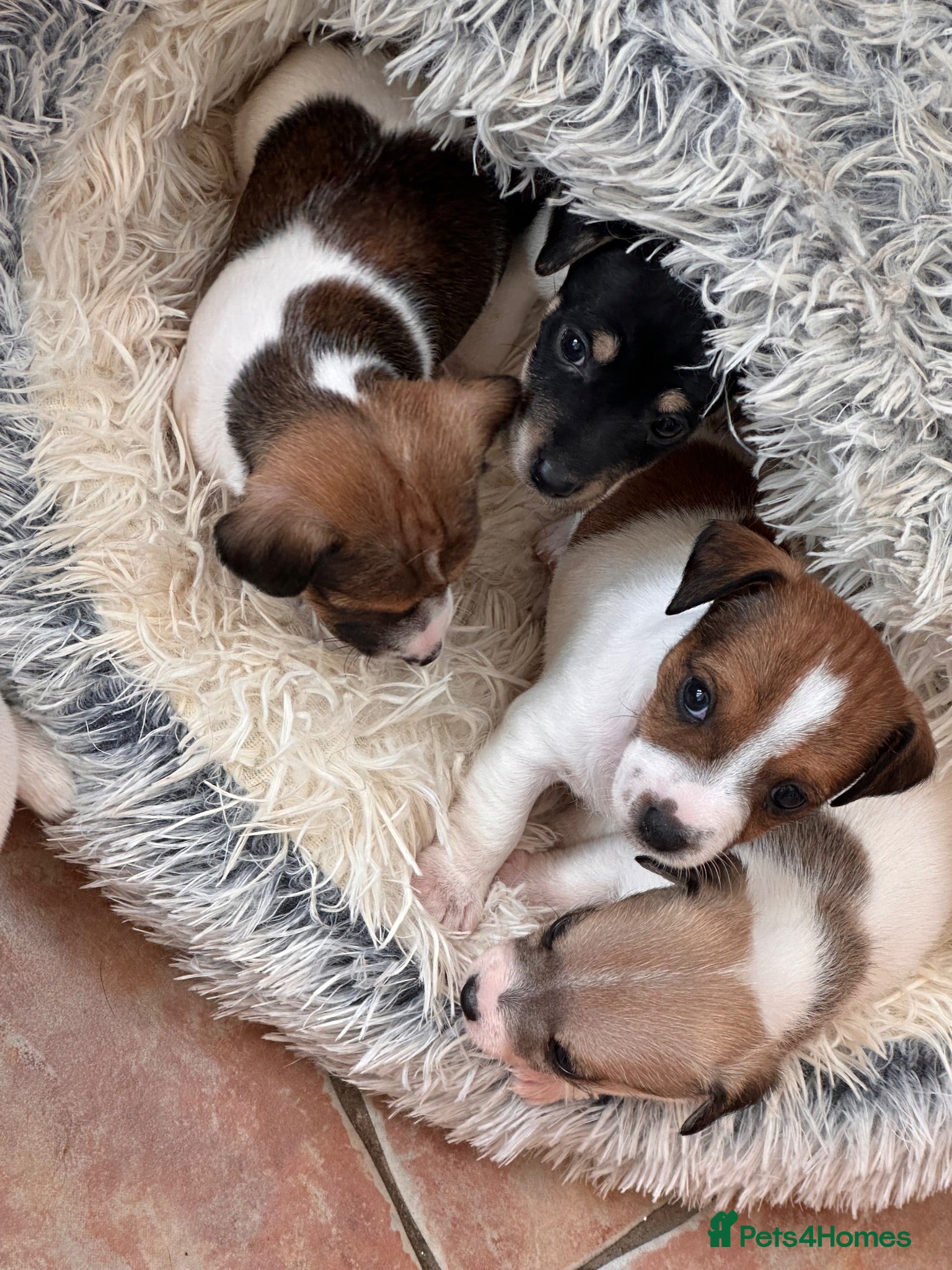 Jack Russell dogs Working Jack Russell puppies.   - Advert 9