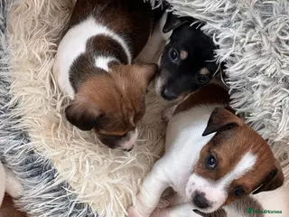 Jack Russell dogs Working Jack Russell puppies. - Advert 1