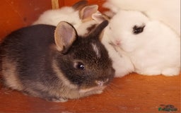 Mixed Breed rabbits for sale: Lovely mixed breed boy rabbit - Advert 3