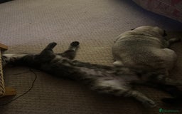 Maine Coon cats for sale: Maincoon X Bengal Tabby beautiful markings - Image 3