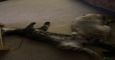 Maine Coon cats - Advert 8