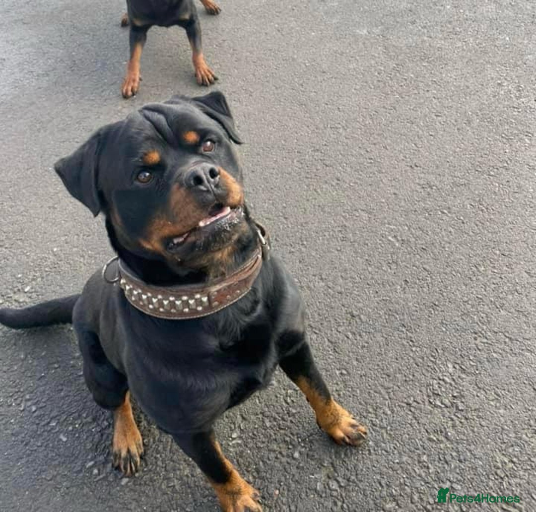 Rottweiler dogs for sale: Beautiful KC registered Rottweiler puppies  - Image 11