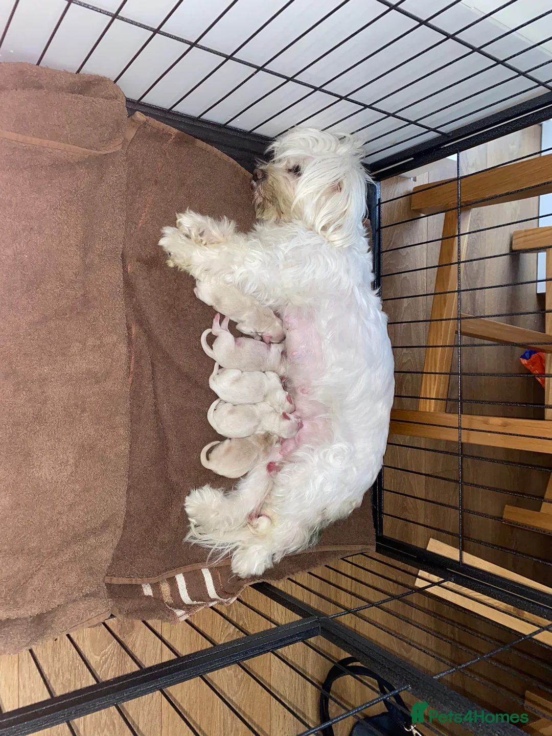 Toy Poodle dogs for stud: ☆Monty - KC Registered TOY POODLE ☆ in Lydney - Advert 18