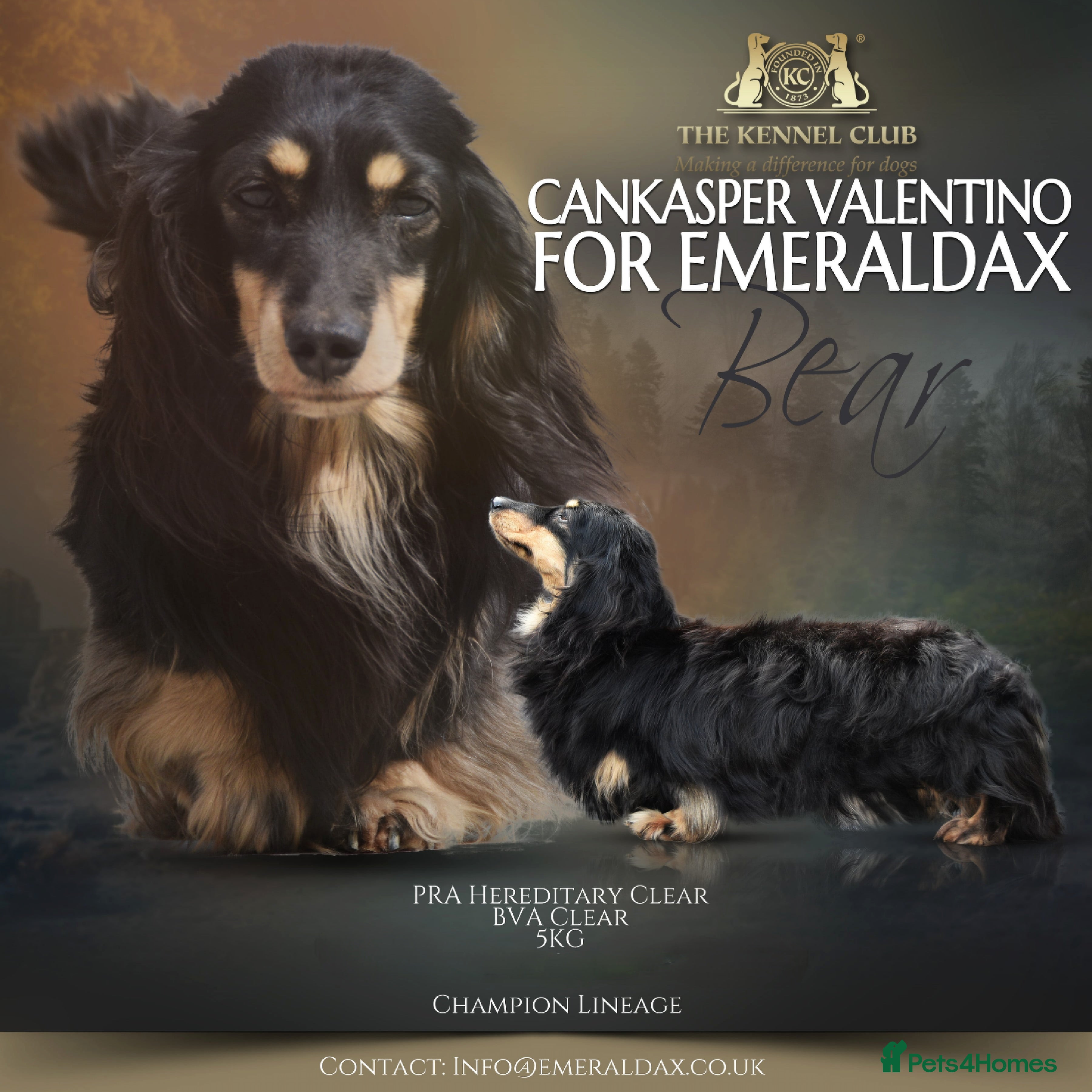 Miniature Dachshund dogs Black and Cream Longhair Miniature Boy - PRA Clear in Rochford - Advert 18