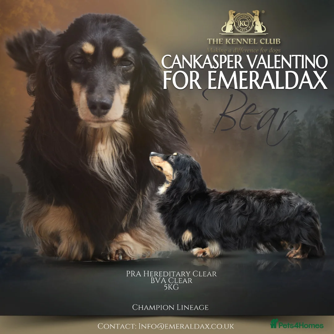 Miniature Dachshund dogs for stud: Black and Cream Longhair Miniature Boy - PRA Clear in Rochford - Advert 1