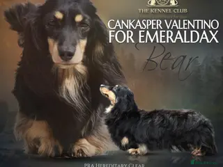 Miniature Dachshund dogs Black and Cream Longhair Miniature Boy - PRA Clear in Rochford - Advert 5