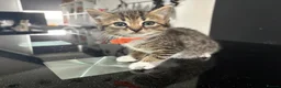 Mixed Breed cats for sale: Two beautiful kittens for sale - Advert 1