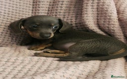 Miniature Dachshund dogs for sale: Beautiful miniature dachshund  - Image 18