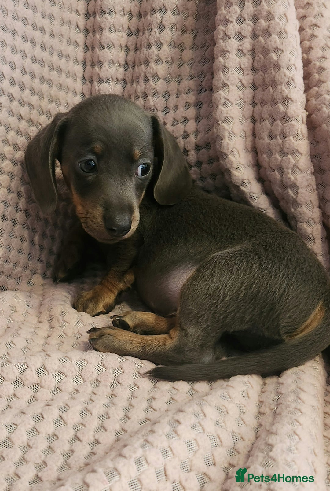 Miniature Dachshund dogs for sale: Beautiful miniature dachshund  - Image 18