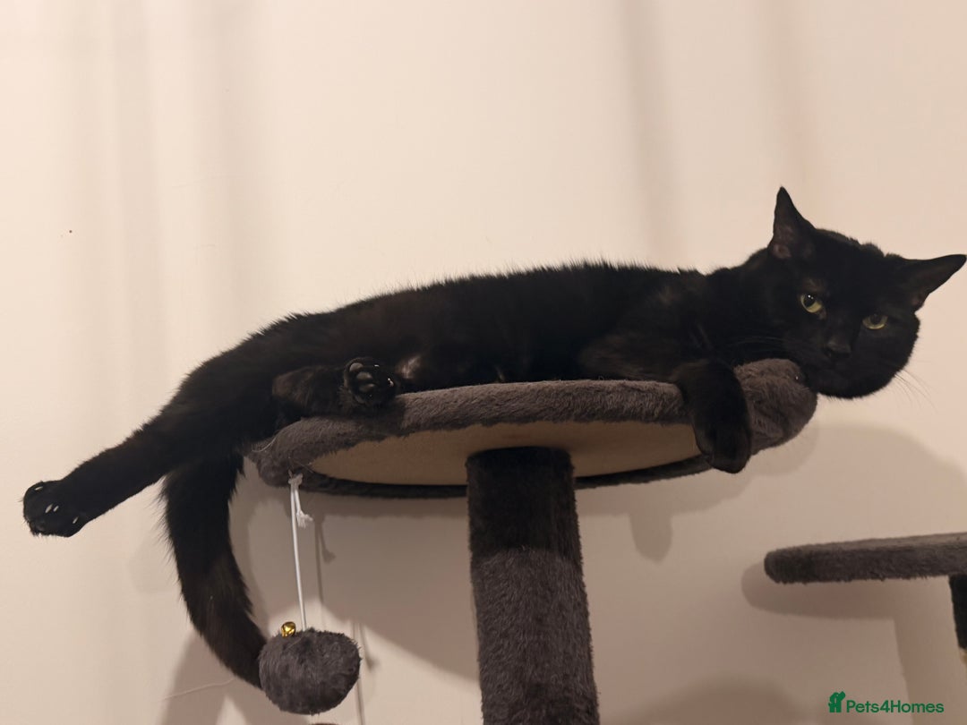 Mixed Breed cats for sale: Must go together! - Advert 2