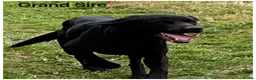 Labrador Retriever dogs for sale: *READY NOW* Stunning KC girls, tested&many FTCH/Ws - Advert 22