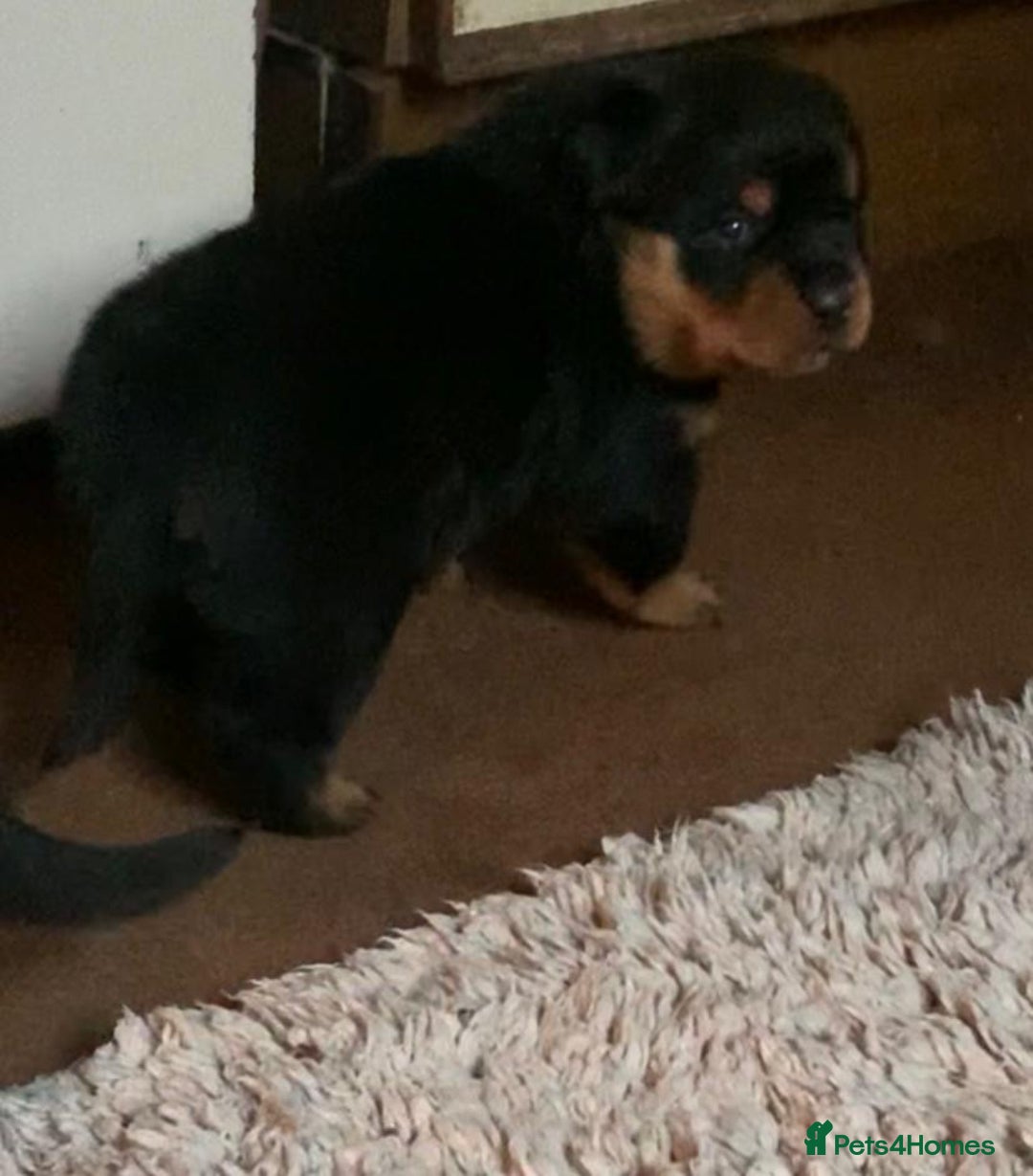 Rottweiler dogs for sale: Proper big old fashioned Rottie  pups ready now  - Advert 30