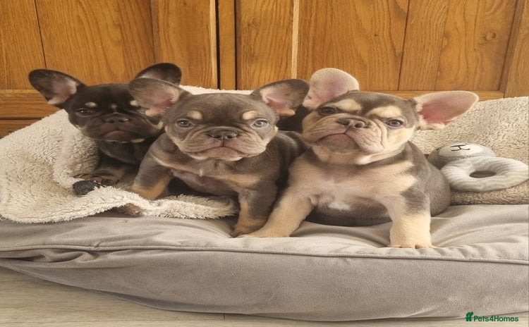 French Bulldog dogs - Advert 15