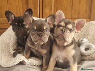 French Bulldog dogs - Advert 24