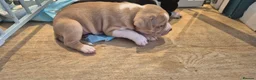 Mixed Breed dogs for sale: Beautiful Staffy x pups - friendly and healthy - Advert 6
