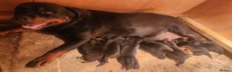 Rottweiler dogs for sale: Champion Pedigree Rottweiler Puppies - Advert 4