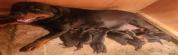 Rottweiler dogs for sale: Champion Pedigree Rottweiler Puppies - Advert 5