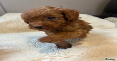Toy Poodle dogs - Advert 2