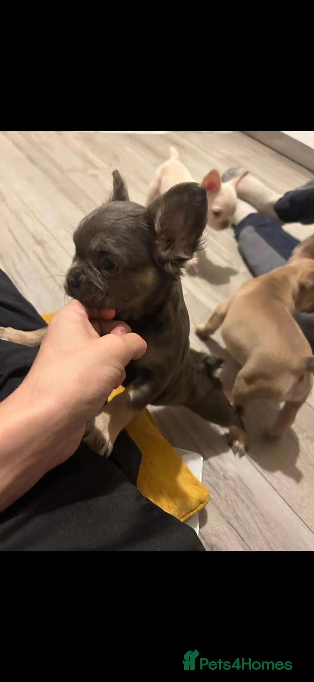 French Bulldog dogs for sale: French bulldog pups ready Now reduced‼️ - Advert 22