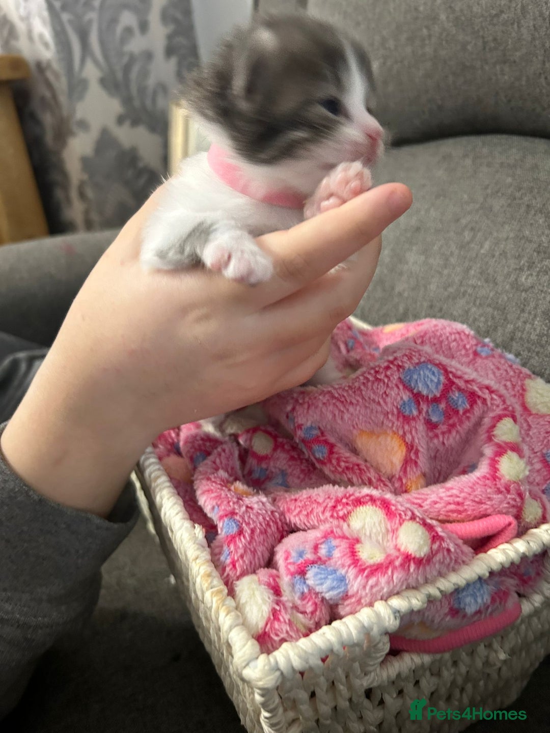 Mixed Breed cats for sale: Beautiful kittens 3 girls 1 boy  - Image 3
