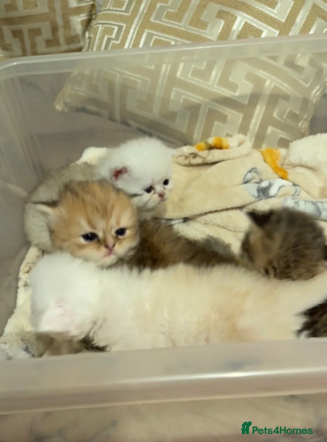 Persian cats for sale: 🐾 BEAUTIFUL PERSIAN KITTEN AVAILABLE 🐾 - Advert 2
