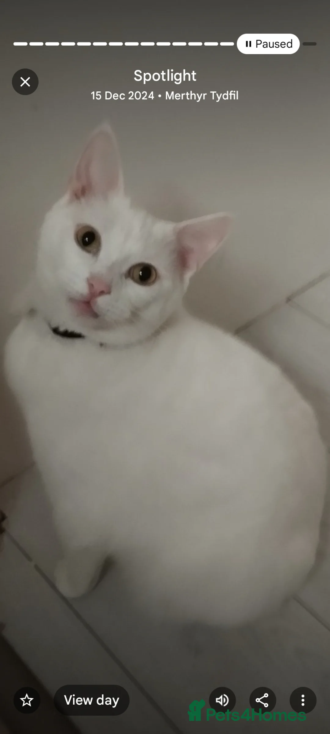 Mixed Breed cats for sale: MISTY - Advert 7