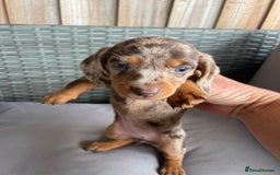 Dachshund dogs for sale: Dachshund Puppys miniature - Image 8