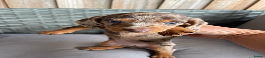 Dachshund Puppy 2