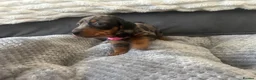 Miniature Dachshund dogs for sale: Miniature Daschund Pups for loving homes - Advert 15