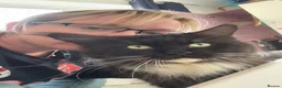 Maine Coon cats for sale: Gorgeous ChampionRussian line XL Mainecoon kittens - Advert 4