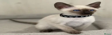 Siamese 4 Black Collar Seal Point Male 