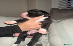 Mixed Breed dogs for sale: Olde English Bulldogge/Staffy bull Collie mix - Image 29