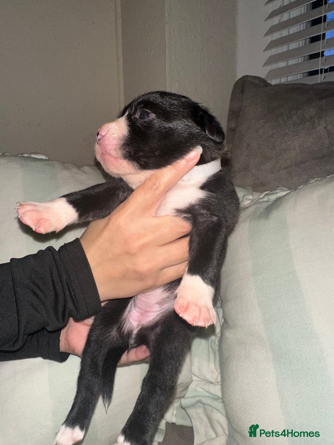 Mixed Breed dogs for sale: Olde English Bulldogge/Staffy bull Collie mix - Image 29
