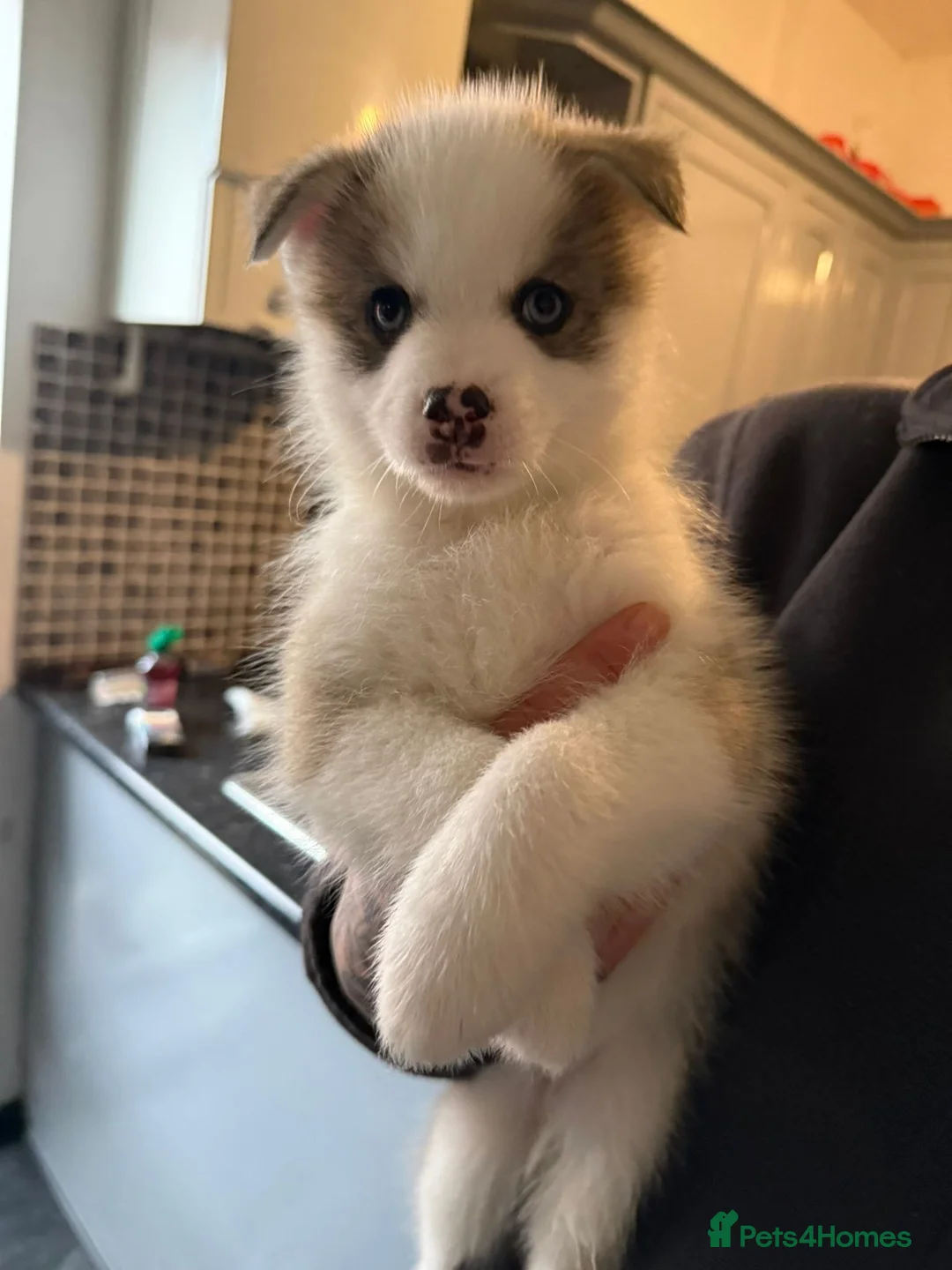 Pomsky dogs for sale: Pomsky puppies - Advert 2