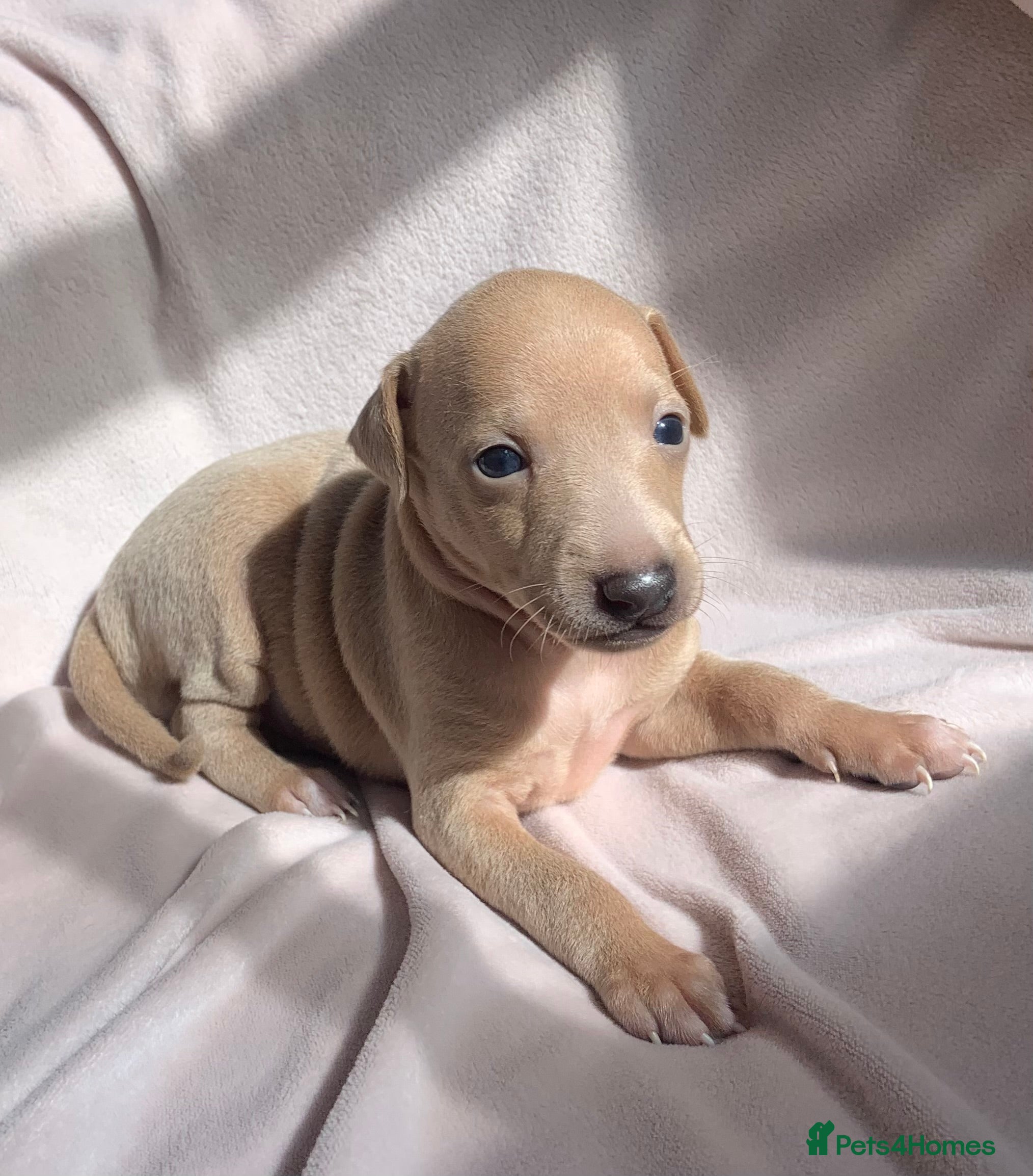Italian Greyhound dogs KC Italian greyhound puppies European lineage - Advert 7