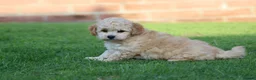 Cavapoochon dogs for sale: CAVAPOOCHON PUPPIES FOR SALE - Advert 5