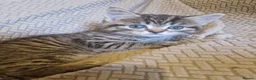British Shorthair cats for sale: British Shorthair Cross Kittens - Advert 11