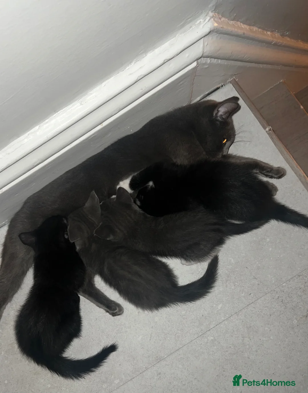 British Shorthair cats for sale: 3 British Shorthair Kittens for sale - Advert 7