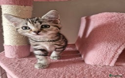 Mixed Breed cats for sale: 6 Beautiful Kittens British Shorthair Calico Cross - Image 26