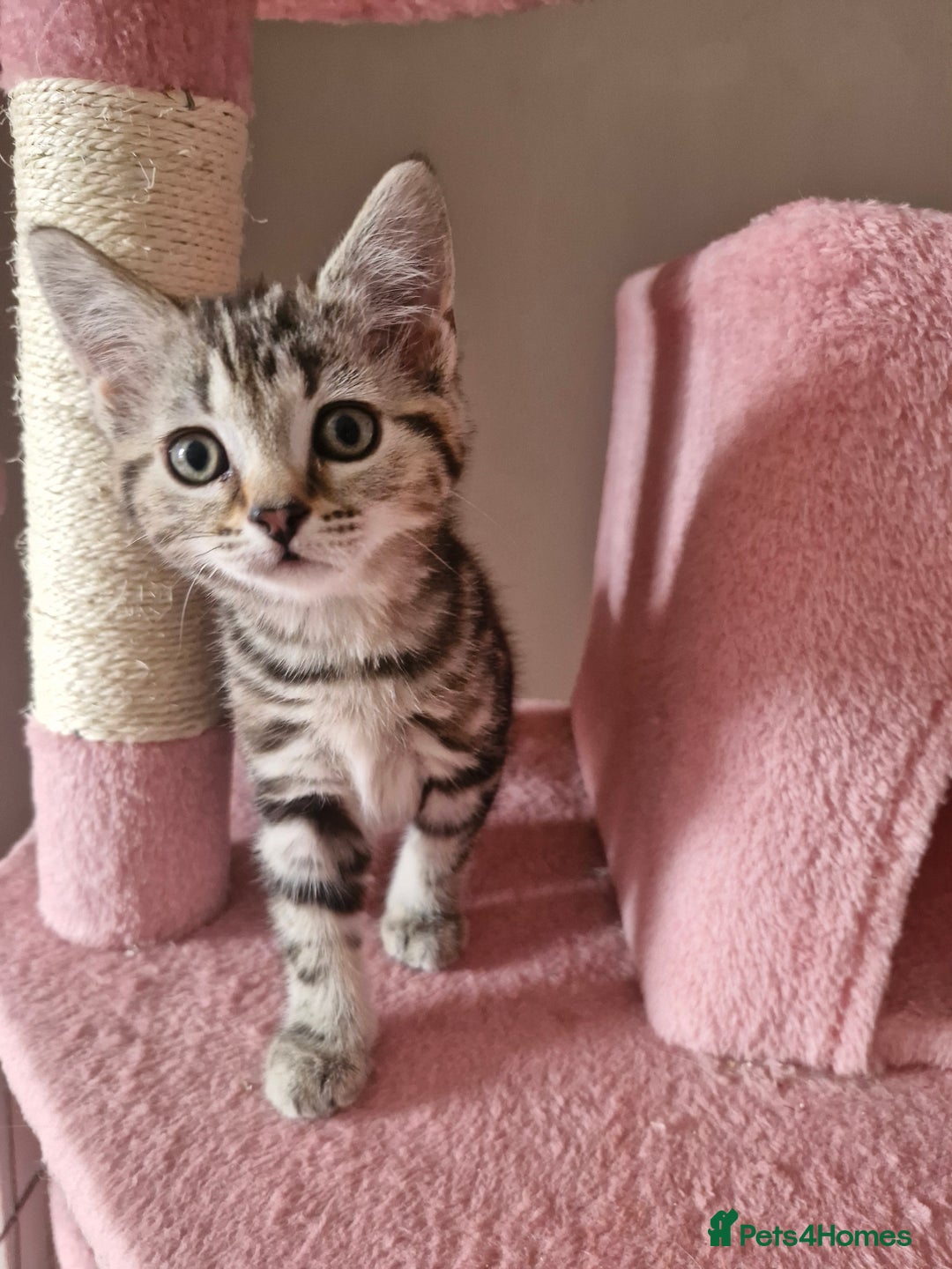 Mixed Breed cats for sale: 6 Beautiful Kittens British Shorthair Calico Cross - Image 26