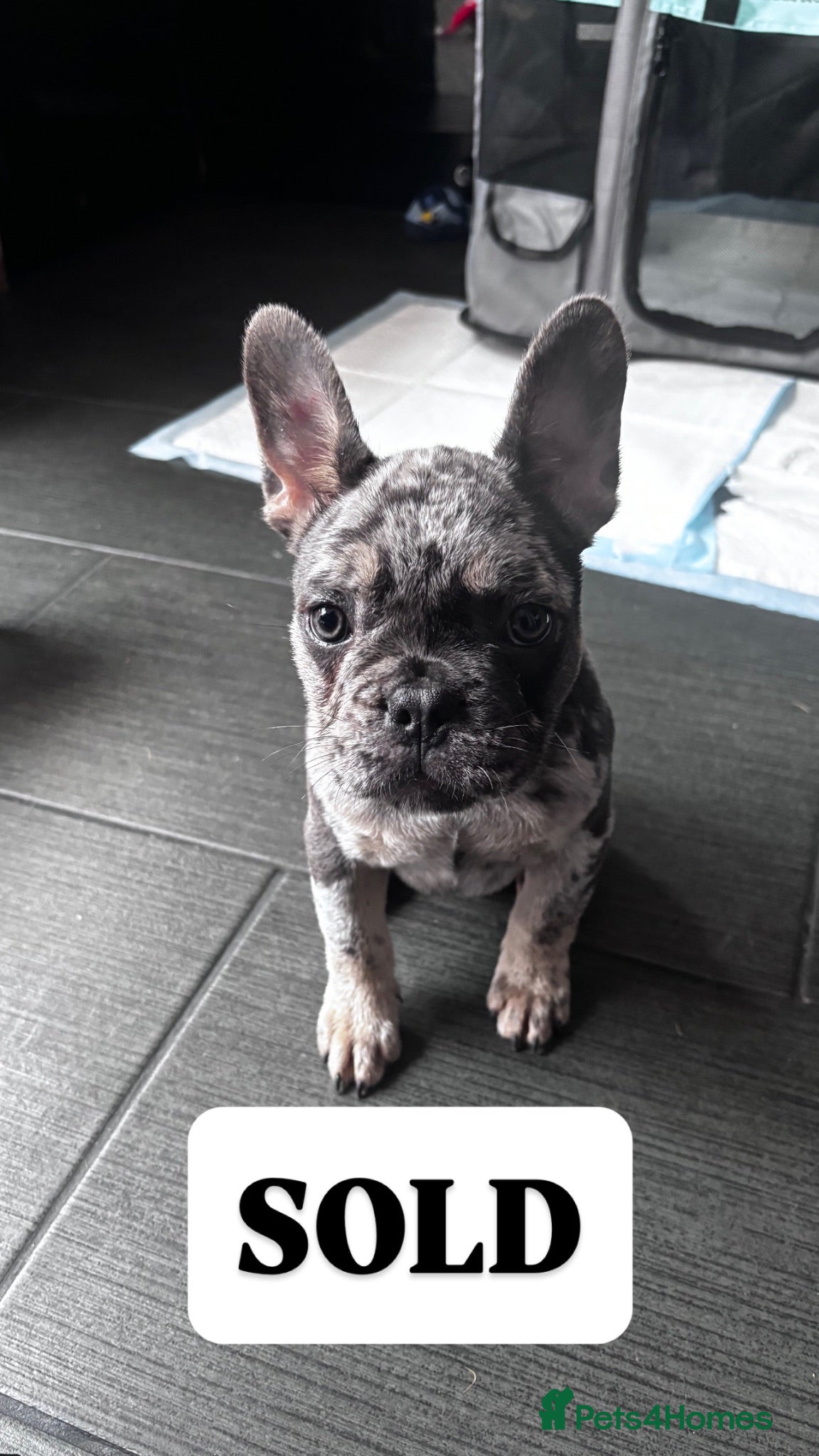 French Bulldog dogs French Bull Dog Puppies! - Advert 2
