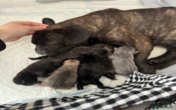 French Bulldog dogs for sale: French Bulldog puppies  - Image 2