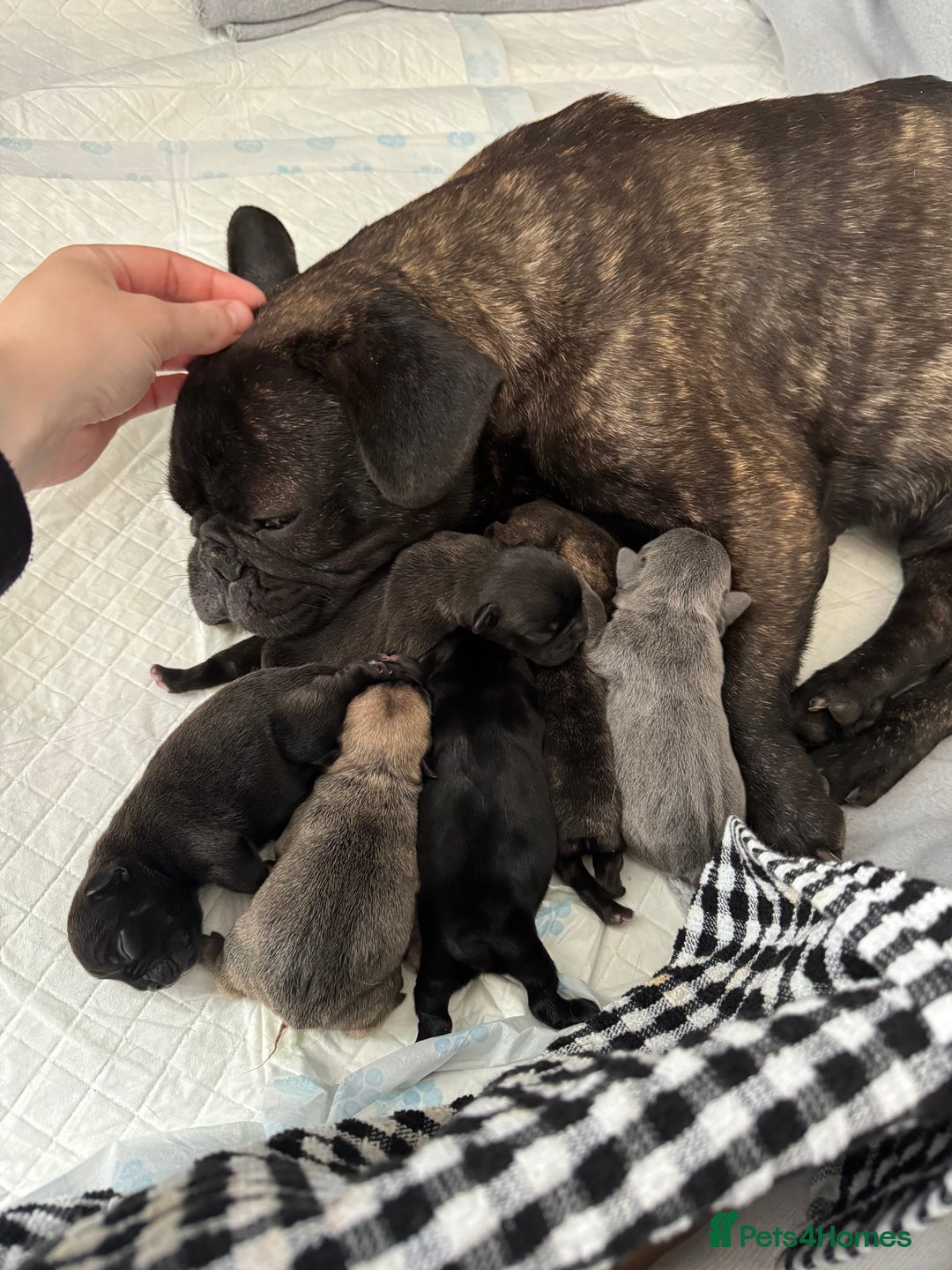 French Bulldog dogs for sale: French Bulldog puppies  - Image 2