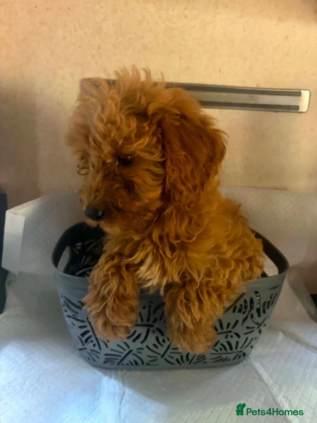 Mini Goldendoodle dogs for sale: Two goldendoodle pups available  - Advert 5