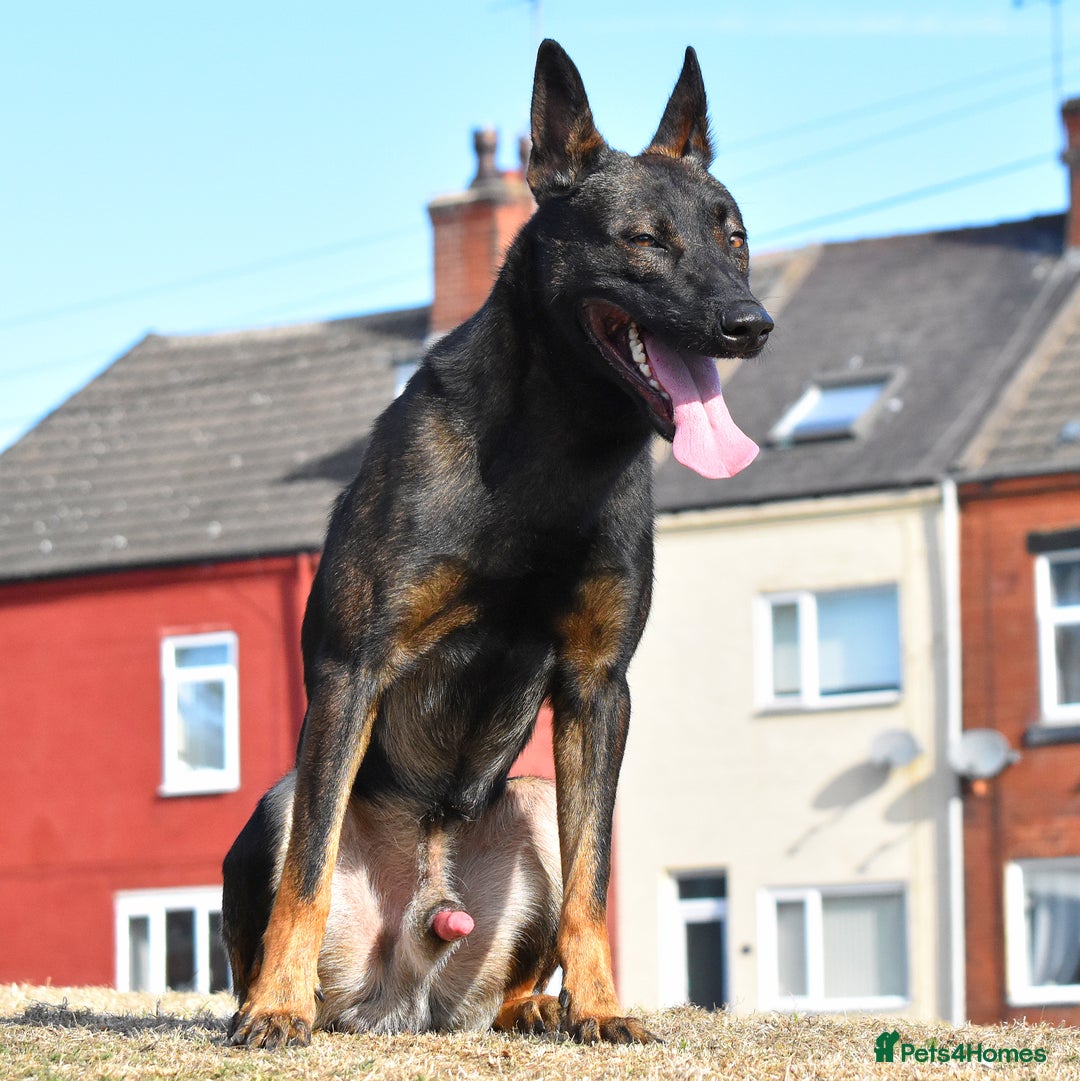 Mixed Breed dogs for sale: Bullherders top working lines  - Advert 39